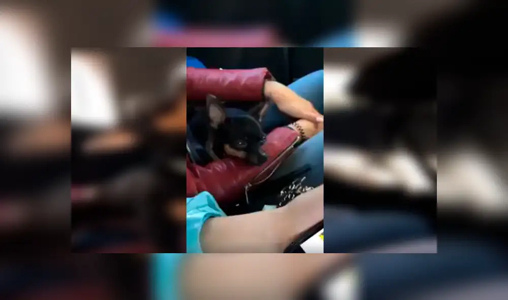 En Facebook, un pequeño perro tuvo un curioso comportamiento al percatarse que su dueña abrió su cuenta de Tik Tok. En Facebook, un pequeño perro tuvo un curioso comportamiento al percatarse que su dueña abrió su cuenta de Tik Tok.