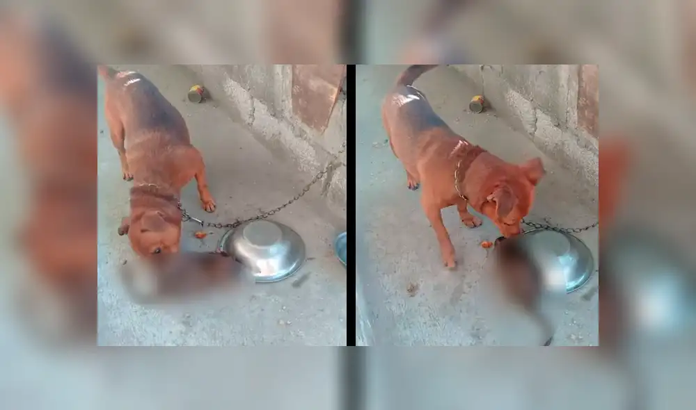 YouTube viral: Rata salvaje quiere comer comida de perro y can reacciona así al verla [VIDEO]