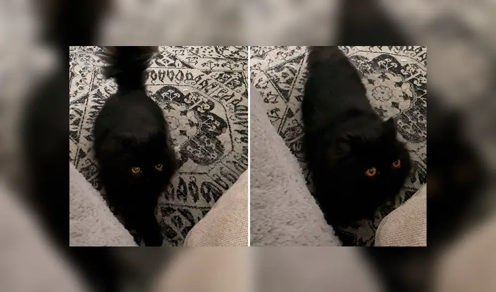 En YouTube, un gato tiene una curiosa forma de captar la atención de su cuidadora debido a un leve síndrome. En YouTube, un gato tiene una curiosa forma de captar la atención de su cuidadora debido a un leve síndrome.