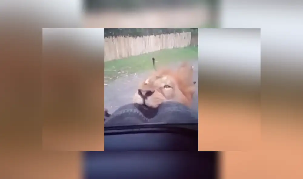 Un video viral de YouTube registró el momento en que un enfurecido león persigue a un grupo de turistas que hacían safari. Un video viral de YouTube registró el momento en que un enfurecido león persigue a un grupo de turistas que hacían safari.