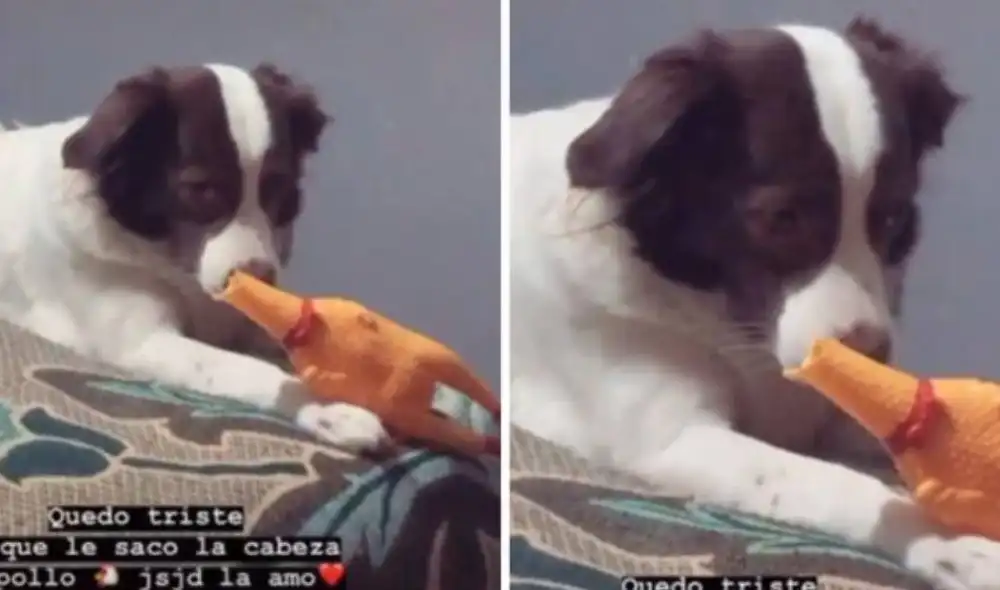 La perrita agachó su mirada y se puso triste tras cometer su travesura. Foto: Captura/TikTok La perrita agachó su mirada y se puso triste tras cometer su travesura. Foto: Captura/TikTok