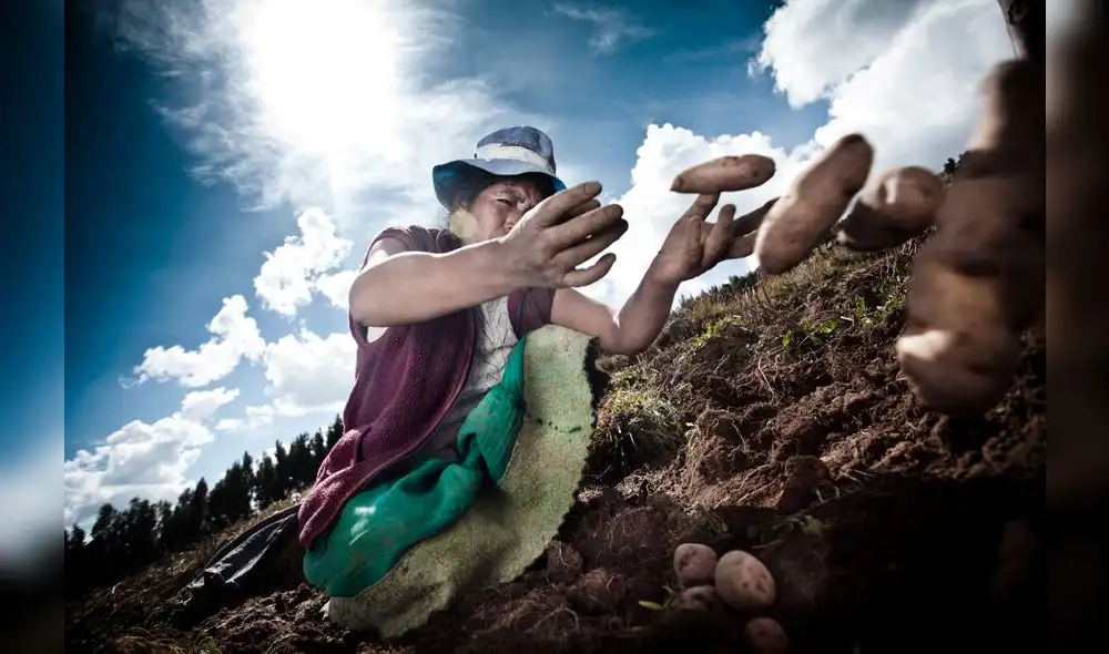 El Perú tiene más de tres mil variedades de papa, una riqueza a preservar.
