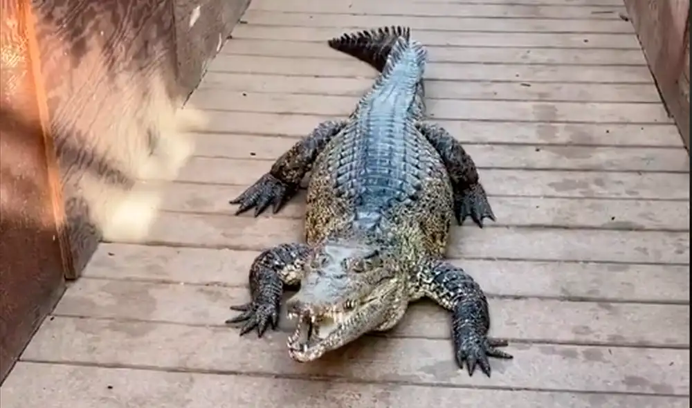 El reptil enfureció al verlo e intentó lanzarse contra él. Foto: paulcuffaro / TikTok