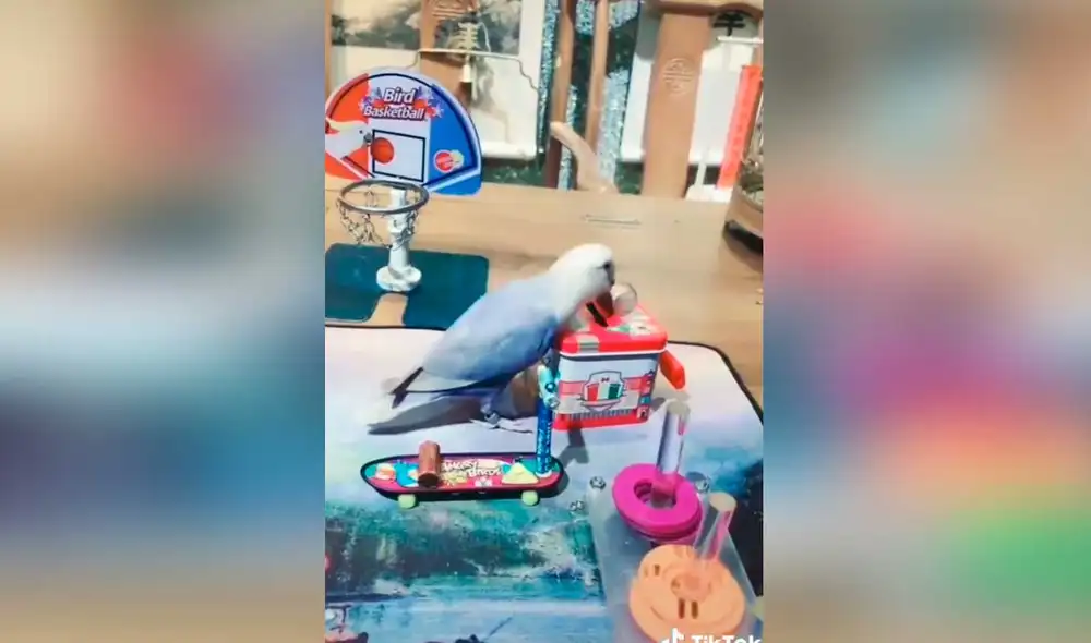 Desliza las imágenes para ver la singular demostración de talento que hizo esta pequeña ave. Fotocaptura: LxiuWeng /Tiktok
