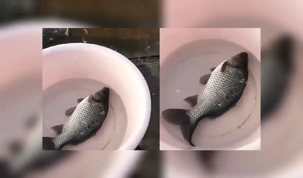 Facebook: hombre intenta devolver pez al mar y sucede lo peor [VIDEO]