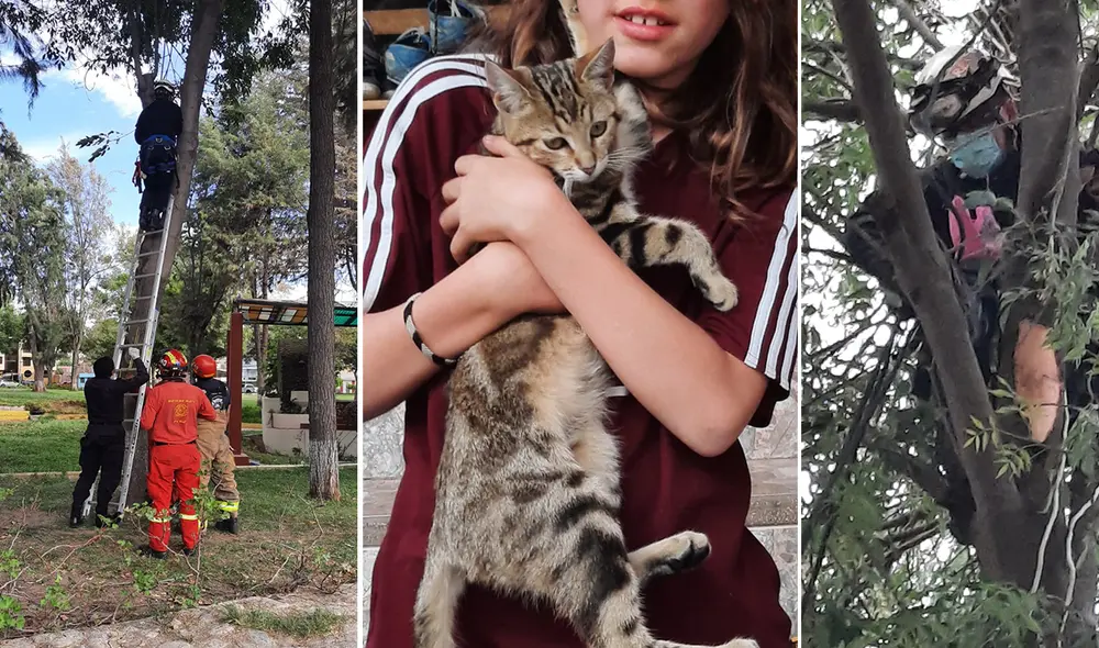 Policías rescataron a felina que estaba atrapada en árbol en distrito de Sachaca. Foto: PNP