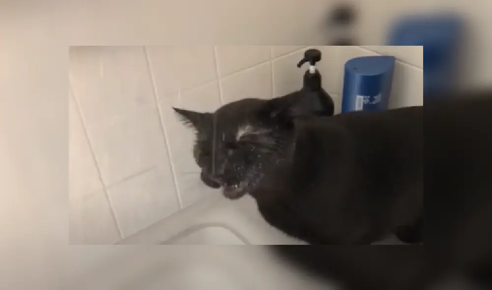 Desliza las imágenes para ver más de esta escena que se hizo viral en YouTube. Desliza las imágenes para ver más de esta escena que se hizo viral en YouTube.