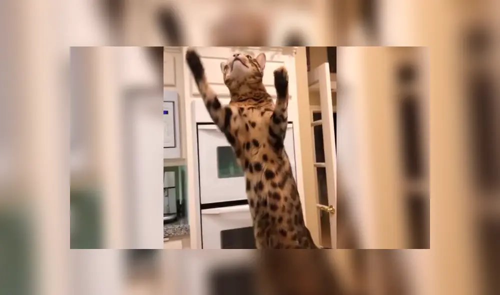 Desliza la imagen de TikTok para ver todas las fotos. Desliza la imagen de TikTok para ver todas las fotos.