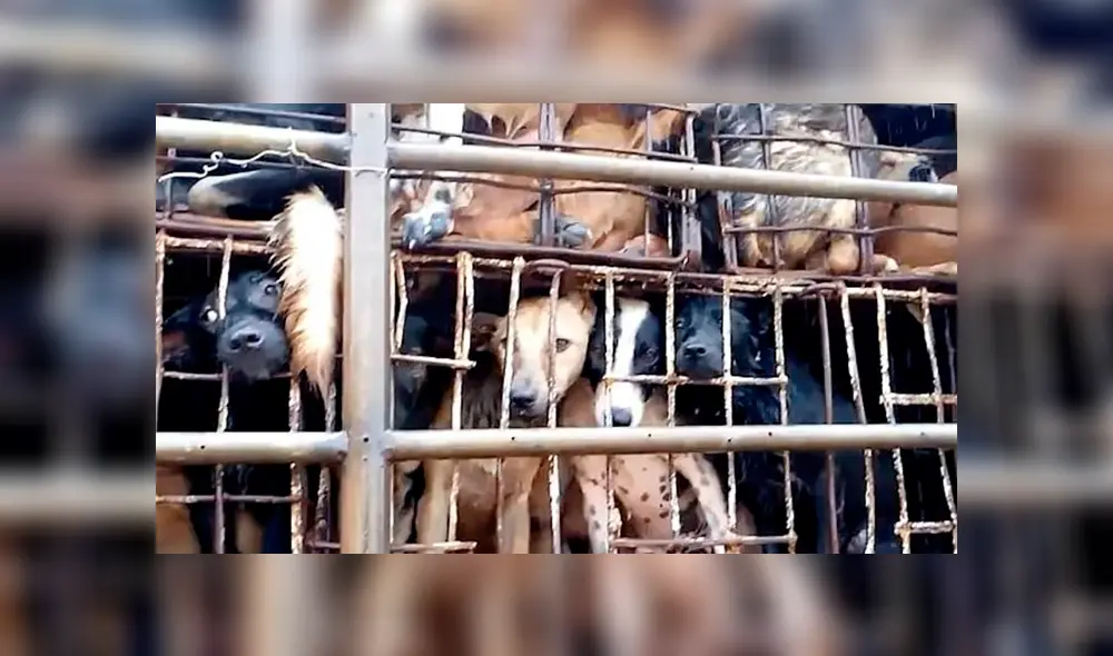 Los animales son encerrados en jaulas antes de ser sacrificados.