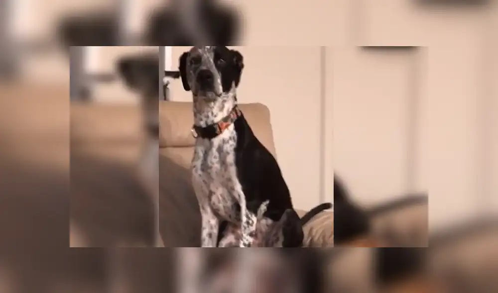 En Facebook, un chico estaba desesperado por encontrar a su gato y supo que su perro lo escondió. En Facebook, un chico estaba desesperado por encontrar a su gato y supo que su perro lo escondió.