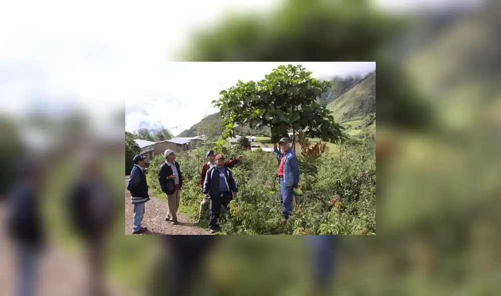 Cambio climático ahora amenaza al árbol de la quina