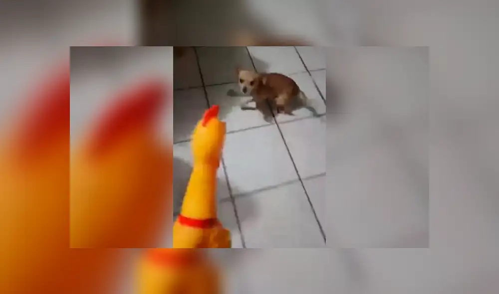YouTube viral: no imaginarás lo que sucedió cuando un chihuahua rabioso intentó pelear con un pollo de hule [VIDEO] 