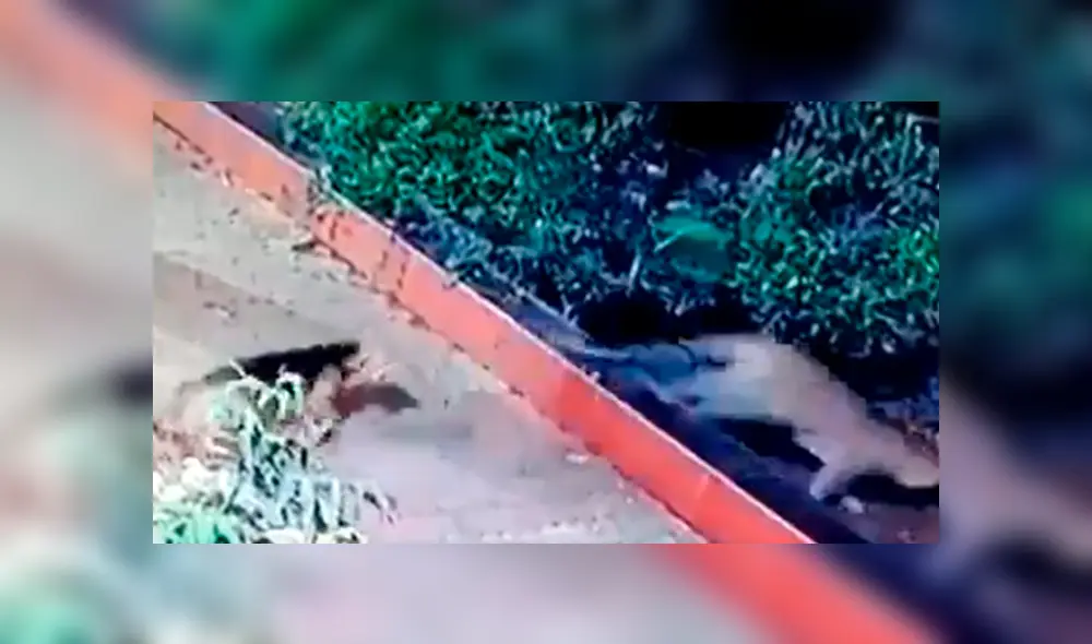 El felino intentó cazar al can, pero este se defendió y terminó ahuyentándolo. Foto: captura