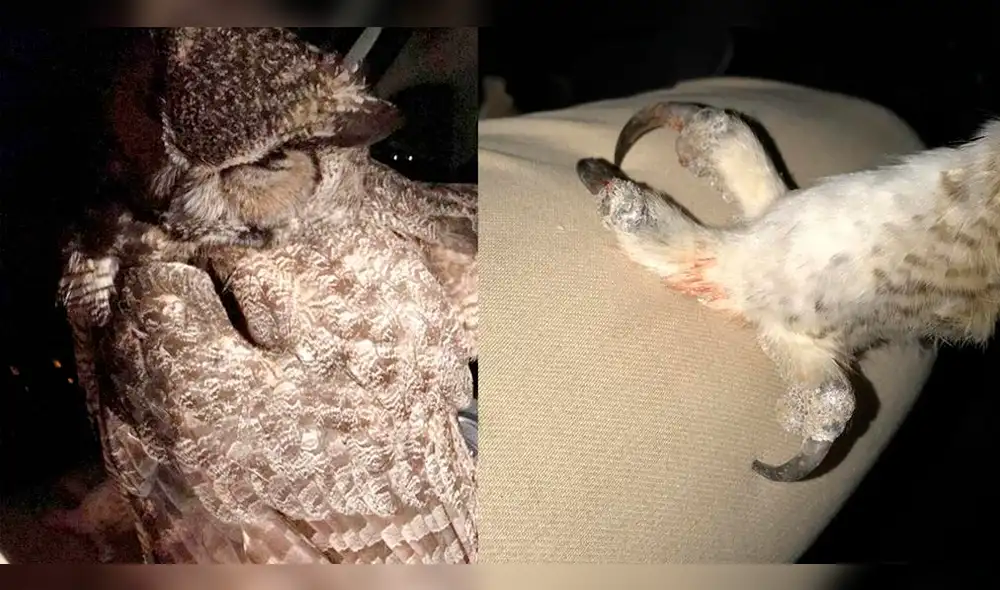 Facebook: intentó rescatar a búho herido, pero recibió el peor ataque [VIDEO]