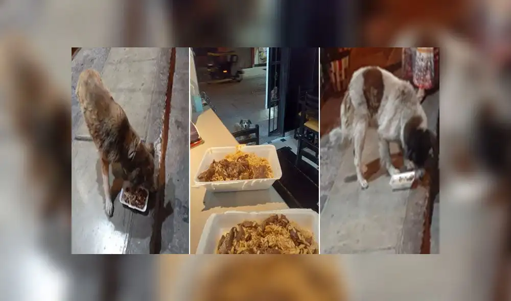 Desliza para enterarte del noble gesto de un dueño de restaurante hacia los perros callejeros de su distrito. Foto: Facebook. Desliza para enterarte del noble gesto de un dueño de restaurante hacia los perros callejeros de su distrito. Foto: Facebook.