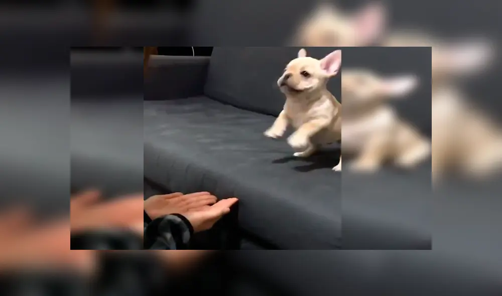 En YouTube, una chica ayudó a su adorado cachorro a que supere su fobia a las alturas con un gran salto. En YouTube, una chica ayudó a su adorado cachorro a que supere su fobia a las alturas con un gran salto.