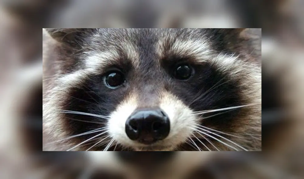 Falleció Oreo, el mapache que sirvió de modelo para crear a Rocket Racoon