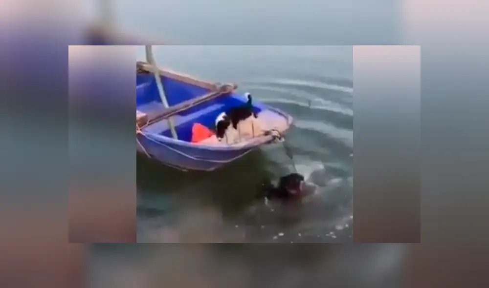 Un video viral de Facebook registró el conmovedor instante en que un perro salvó a su ‘compañero’ que estuvo a punto de tirarse a un profundo lago y morir ahogado. Un video viral de Facebook registró el conmovedor instante en que un perro salvó a su ‘compañero’ que estuvo a punto de tirarse a un profundo lago y morir ahogado.