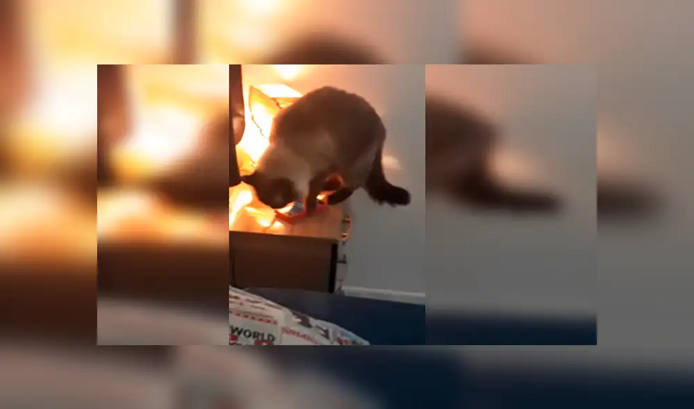 En Facebook, una chica descubrió al verdadero culpable que ocasionó que llegue tarde a trabajar por apagar sus alarmas. En Facebook, una chica descubrió al verdadero culpable que ocasionó que llegue tarde a trabajar por apagar sus alarmas.