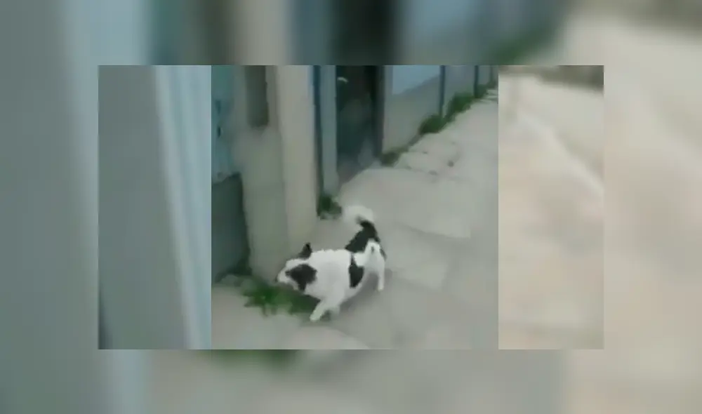 En Facebook, un joven captó el preciso instante que su perro se apoya en la pared para lograr entrar a la casa de su vecino. En Facebook, un joven captó el preciso instante que su perro se apoya en la pared para lograr entrar a la casa de su vecino.