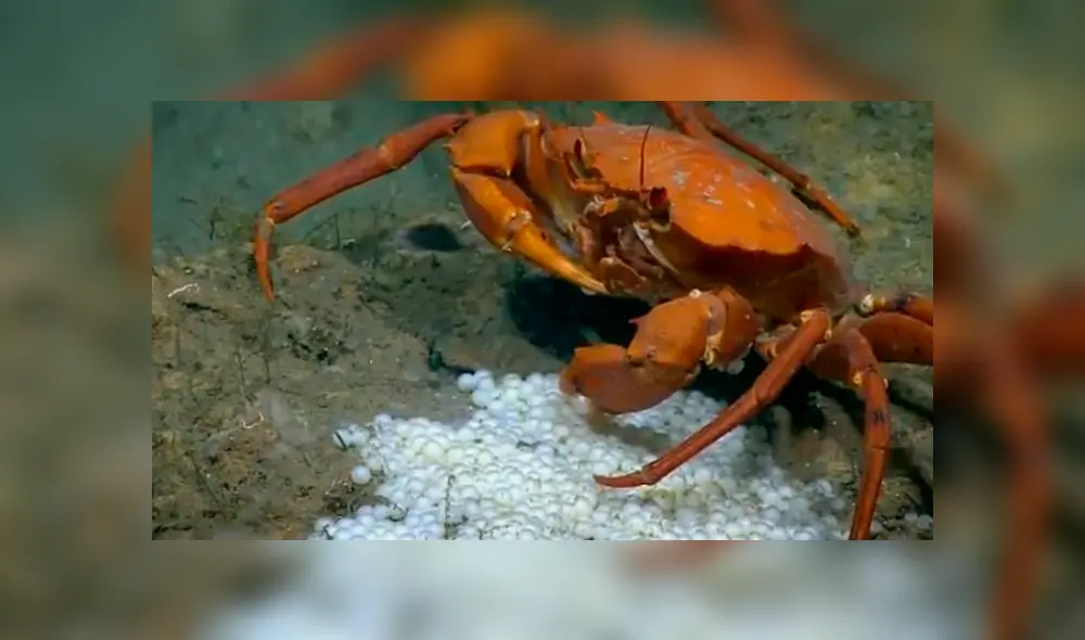 Un grupo de buzos se topó con un cangrejo devorando a sus crías.