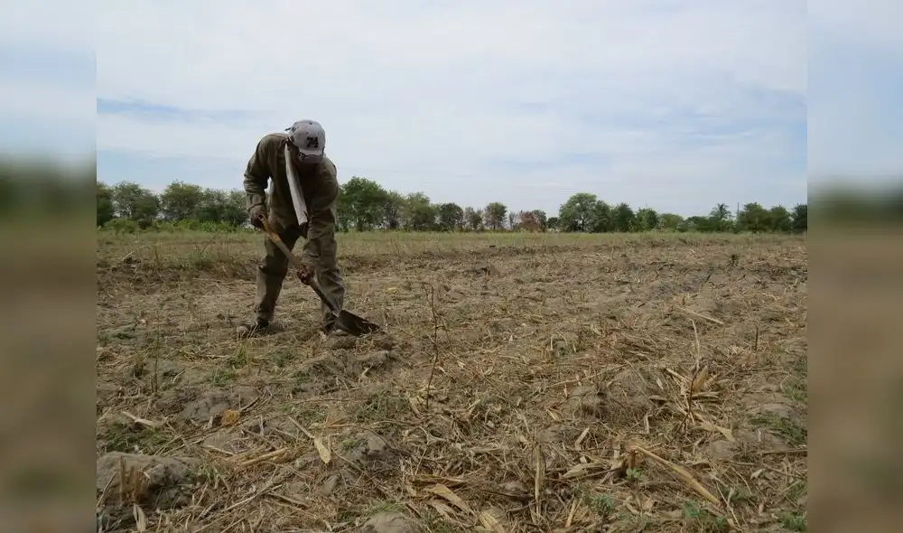 Piden bonos para que agricultores continúen con sus actividades agrícolas.