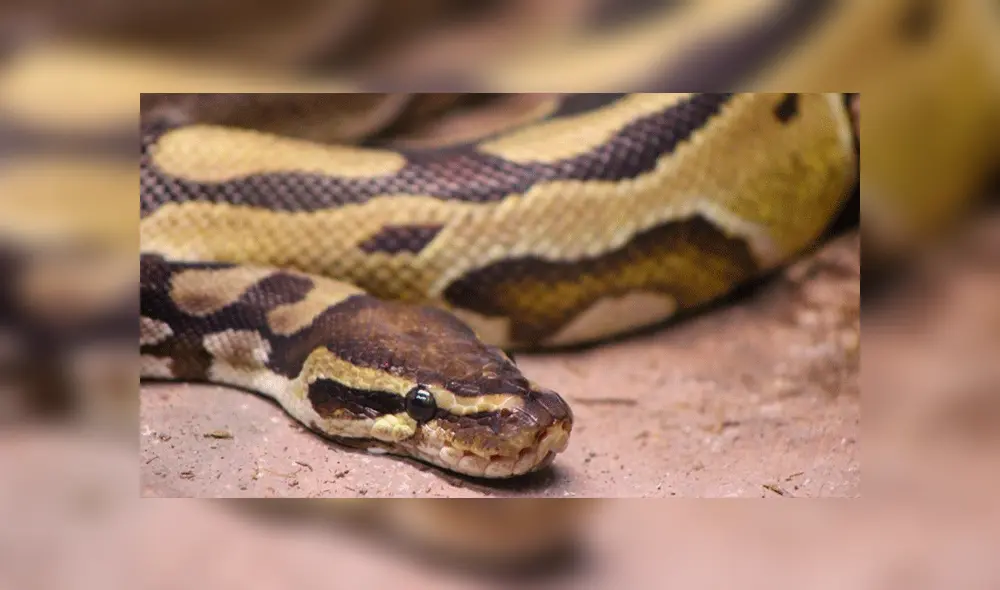 YouTube viral: captan a enormes serpientes devorando a peces en río y miles quedan en shock [VIDEO]