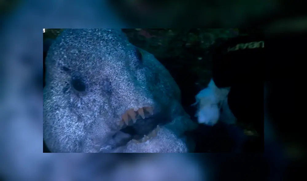 YouTube viral: 'monstruo marino' sale de su escondite para aterrar a buzo que estaba en océano [VIDEO]