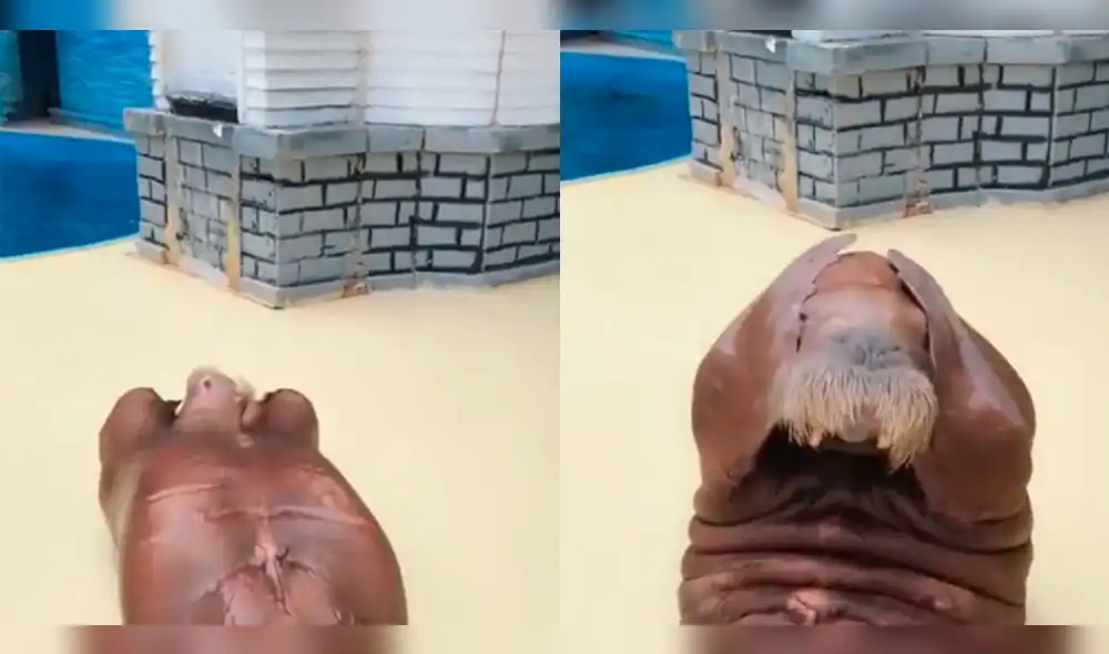 Facebook: morsa quiere bajar de peso y sorprende a miles con peculiar rutina [VIDEO]