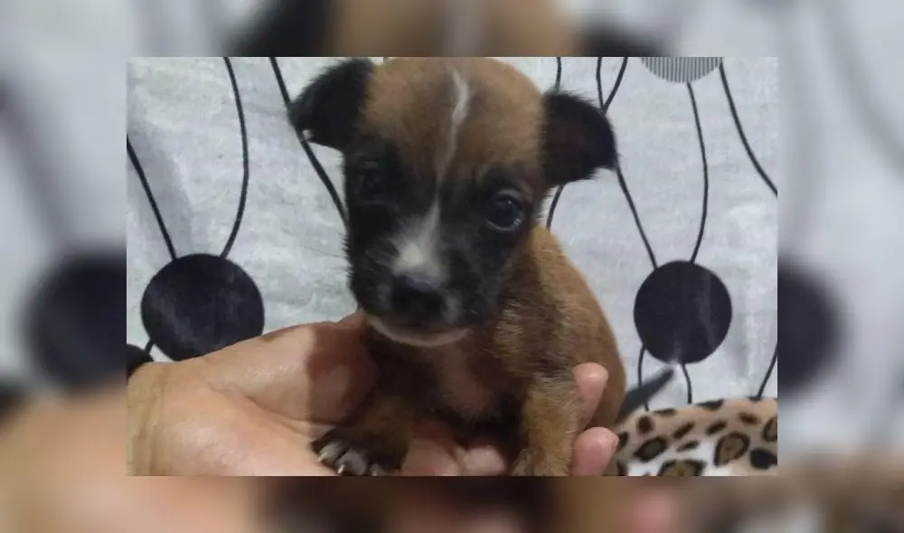 Chibi es el más pequeño de su camada.