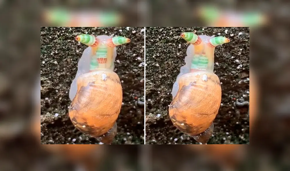 Desliza para ver las fotos del 'caracol zombie' que aterró a todos en Facebook. Foto: Captura.