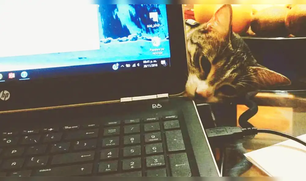 Facebook: Gatito hambriento hace reír a miles por su curiosa técnica de "robo" [VIDEO]