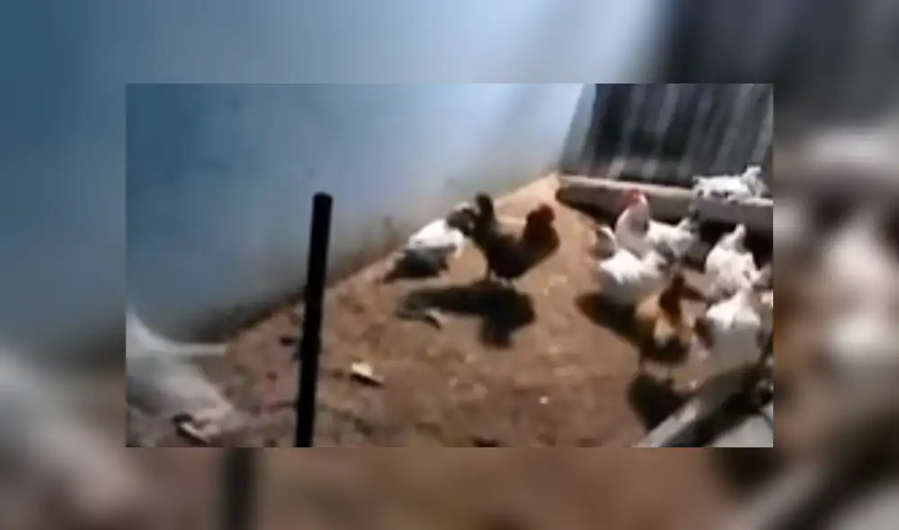 YouTube viral: zorro entra a gallinero para cazar a su 'presa', pero aves lo 'picotean' [VIDEO]