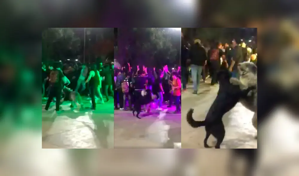 Desliza para ver los detalles del video viral que conmovió a todos en YouTube. Foto: Captura.