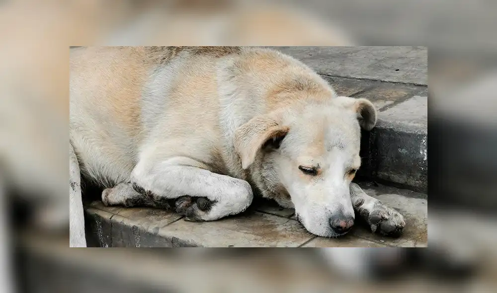 Los perros que soportaron en las calles de Lima la intensa llovizna [FOTOS]