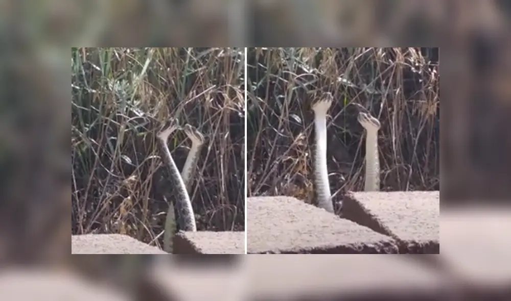 Desliza hacia la izquierda para ver las imágenes del viral de YouTube. Foto: Captura. Desliza hacia la izquierda para ver las imágenes del viral de YouTube. Foto: Captura.