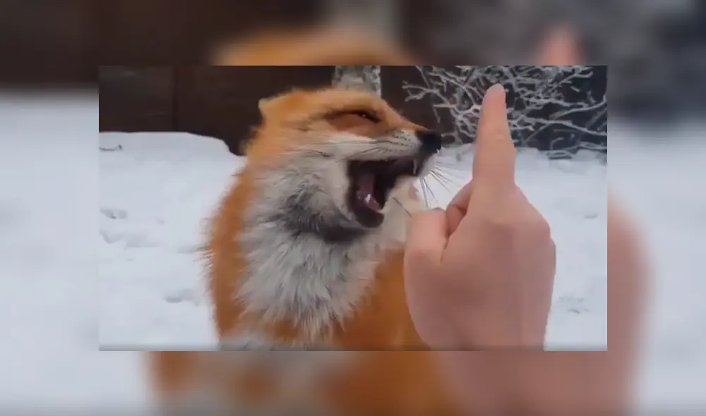 En YouTube, una chica se aproximó a un peligroso zorro para tomar una foto y ocurrió lo inesperado.