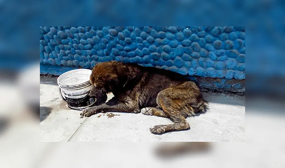 Maltrato animal: qué es, cómo y dónde denunciarlo el Perú