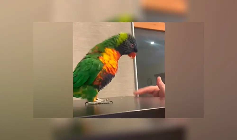 Desliza a la izquierda para ver los divertidos pasos de este lorito. (Foto: captura)