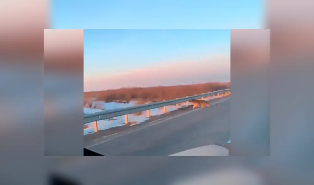 Facebook viral: gigantesco tigre se apodera de carretera y conductor queda aterrado al verlo [VIDEO]