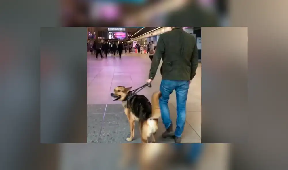 YouTube viral: perro engreído se niega a bajar escaleras eléctricas y su dueño lo carga para regresar juntos a casa YouTube viral: perro engreído se niega a bajar escaleras eléctricas y su dueño lo carga para regresar juntos a casa