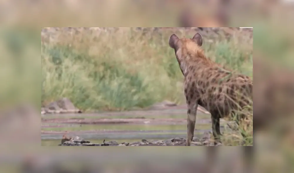 Desliza hacia la izquierda para ver la rápida acción de la hiena para devorar su presa. Video viral de YouTube. Desliza hacia la izquierda para ver la rápida acción de la hiena para devorar su presa. Video viral de YouTube.