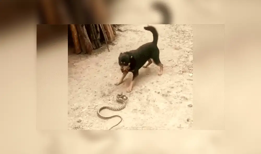 YouTube viral: Perro encuentra a peligrosa serpiente asesina y hace esto para salvar la vida de su amo 
