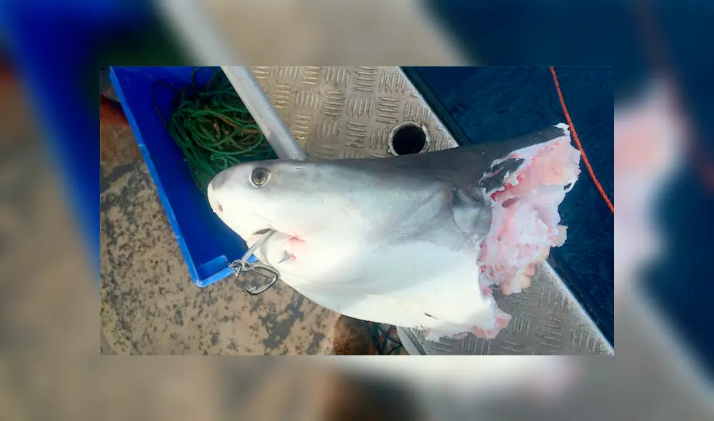 Un video muestra como dos tiburones protagonizan un insólito acto de canibalismo. Un video muestra como dos tiburones protagonizan un insólito acto de canibalismo.