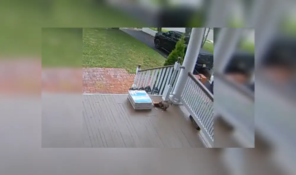 Desliza las imágenes para ver más de esta escurridiza ardilla que se robó la pizza. (Foto: captura)