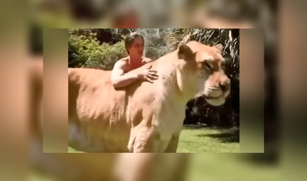YouTube viral: Tigresa y león tienen cría considerada el felino más grande del mundo [VIDEO]