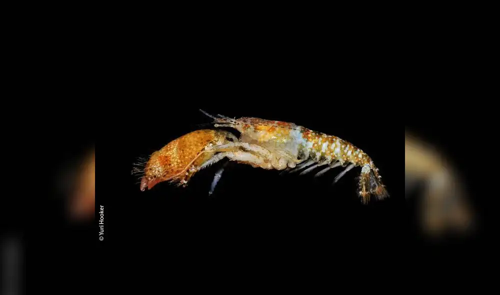 Treinta nuevas especies en el mar peruano