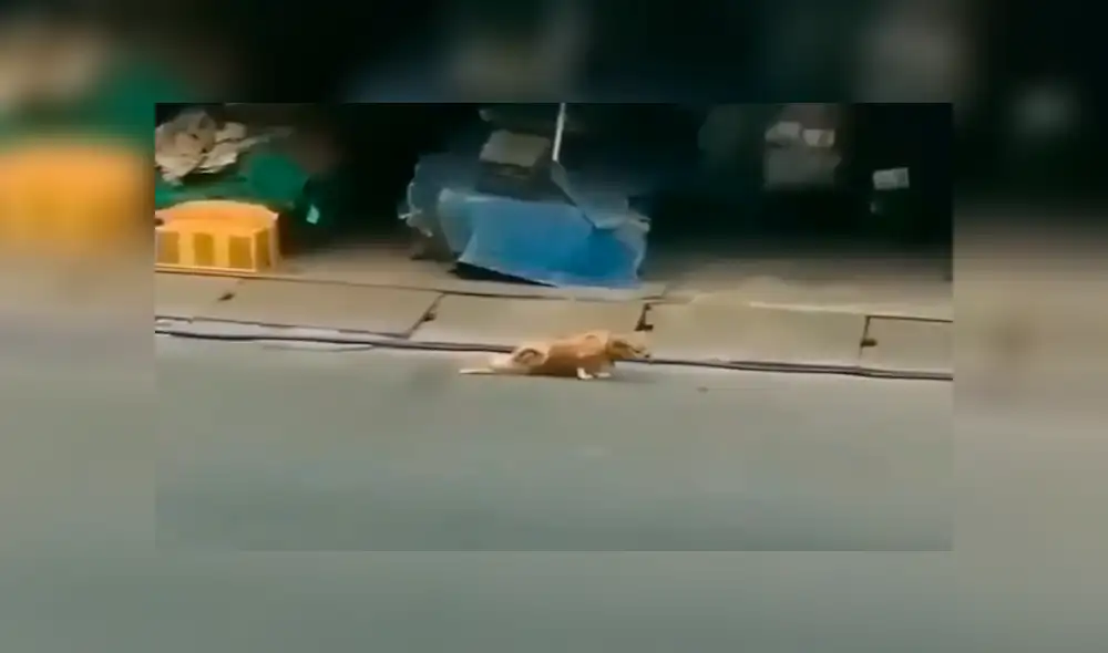 Facebook viral: Chico se conmueve de perro callejero, le invita comida y ocurre lo inesperado