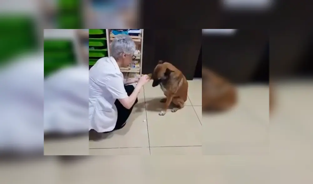 Un perro de la calle protagonizó un conmovedor video viral de Facebook, tras la tierna reacción que tuvo con una farmacéutica, quien le curó una de sus patas heridas Un perro de la calle protagonizó un conmovedor video viral de Facebook, tras la tierna reacción que tuvo con una farmacéutica, quien le curó una de sus patas heridas