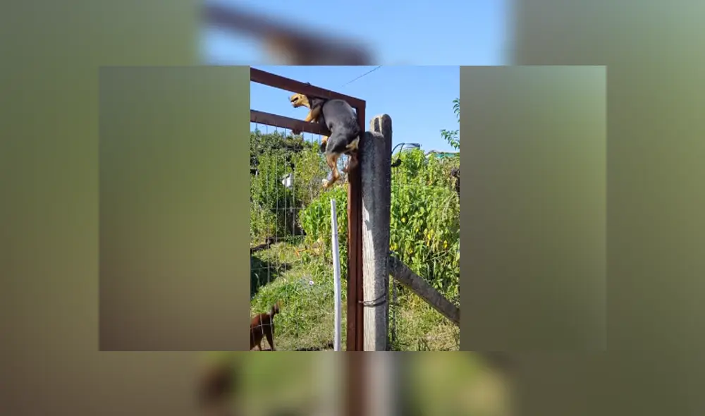 Desliza hacia la izquierda para ver las imágenes del viral de YouTube. Foto: Captura. Desliza hacia la izquierda para ver las imágenes del viral de YouTube. Foto: Captura.